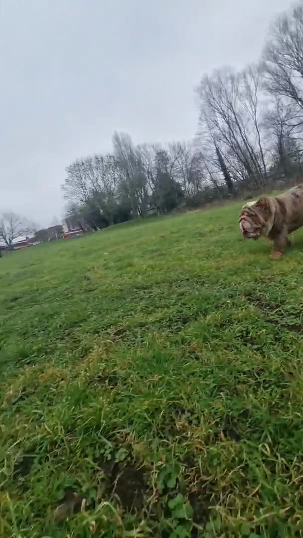 English Bulldog dogs for stud: BEST CHOCOLATETAN merle in UK in London - Video 3