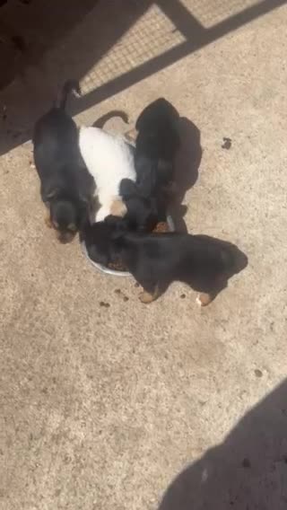 Mixed Breed dogs for sale: JACK RUSSELL/YORKIE PUPPIES - Video 1