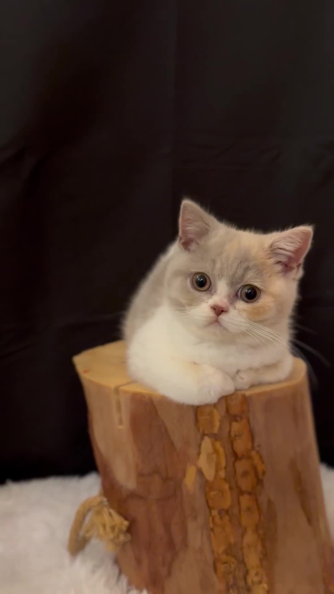 British Shorthair cats for sale: 💗 Gorgeous Full Pedigree BSH Trusted Breeder 💗 - Video 1