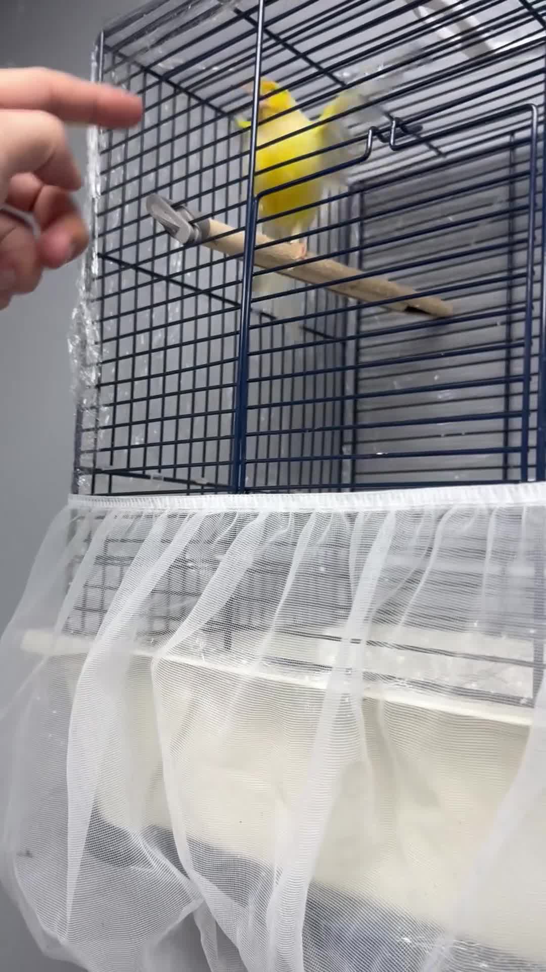 Canaries birds for sale: This bird for sale is ten months old  male  - Video 3