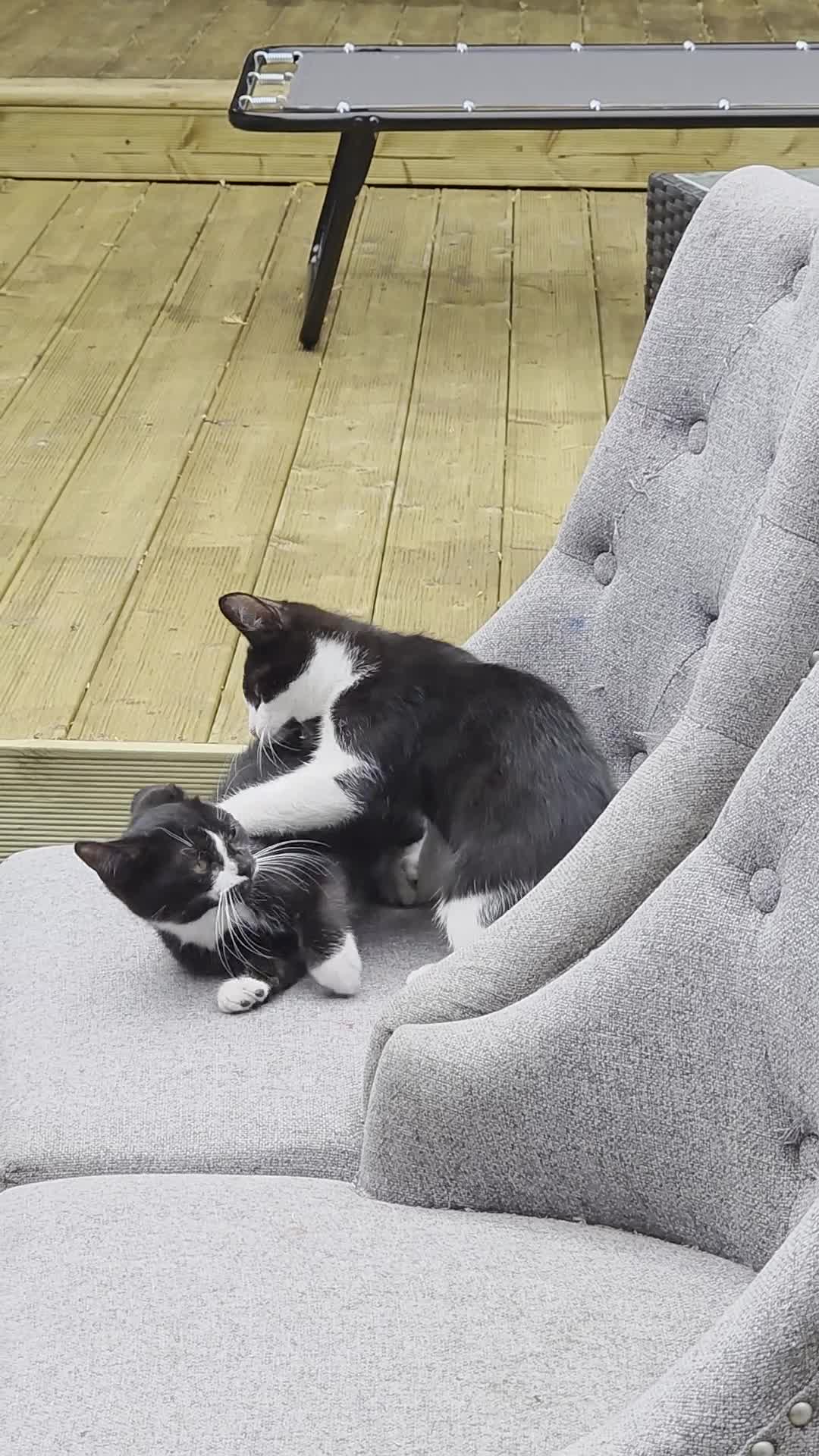 Mixed Breed cats for sale: One boy and one girl left - Video 1
