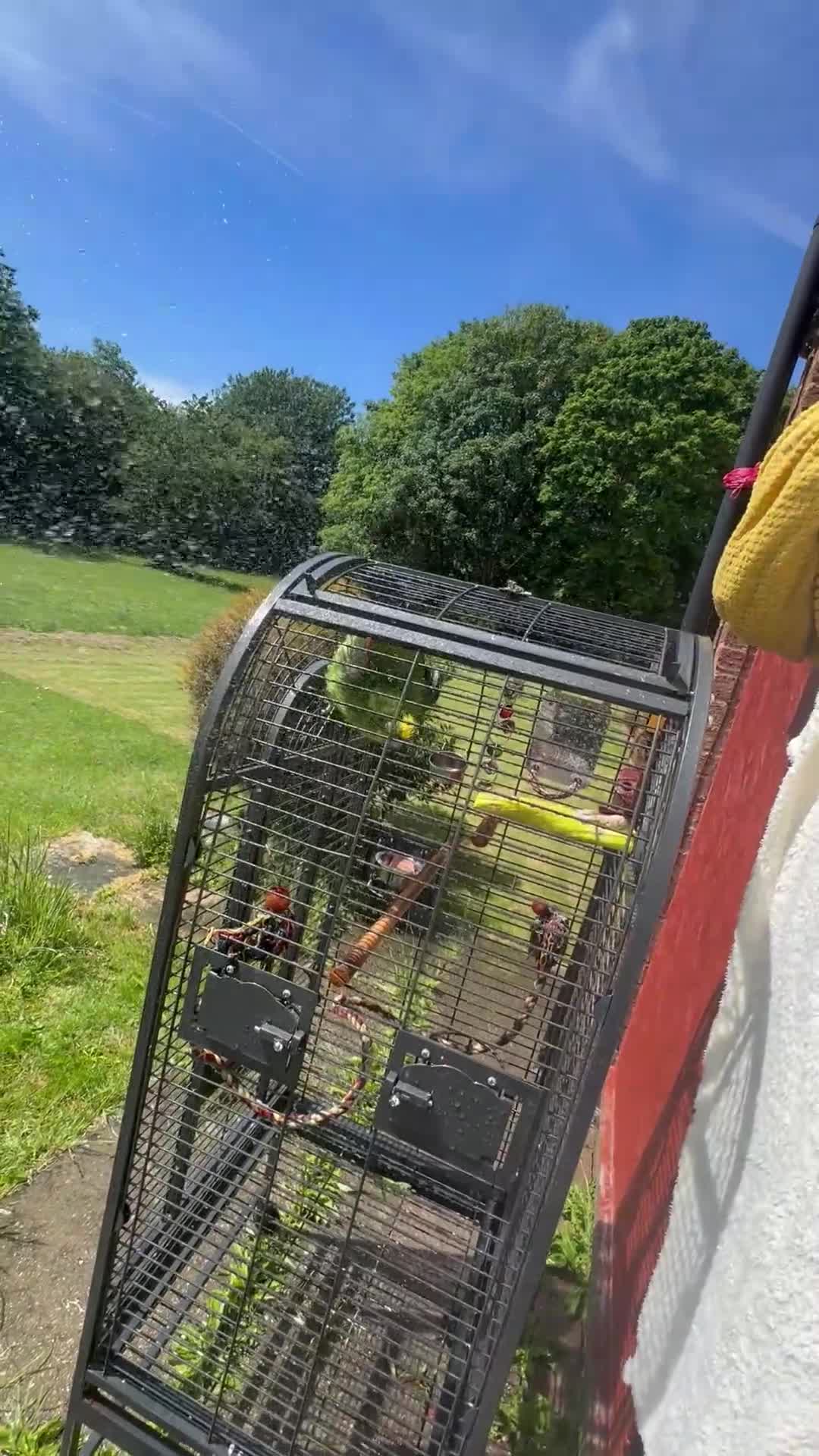 Parrots birds for sale: Yallow-crowned Amazon for sell - Video 4