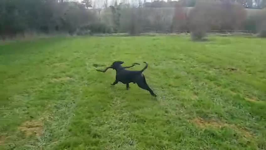 Dobermann dogs for sale: Exceptional Large Male 4 yr Doberman , European  - Video 1