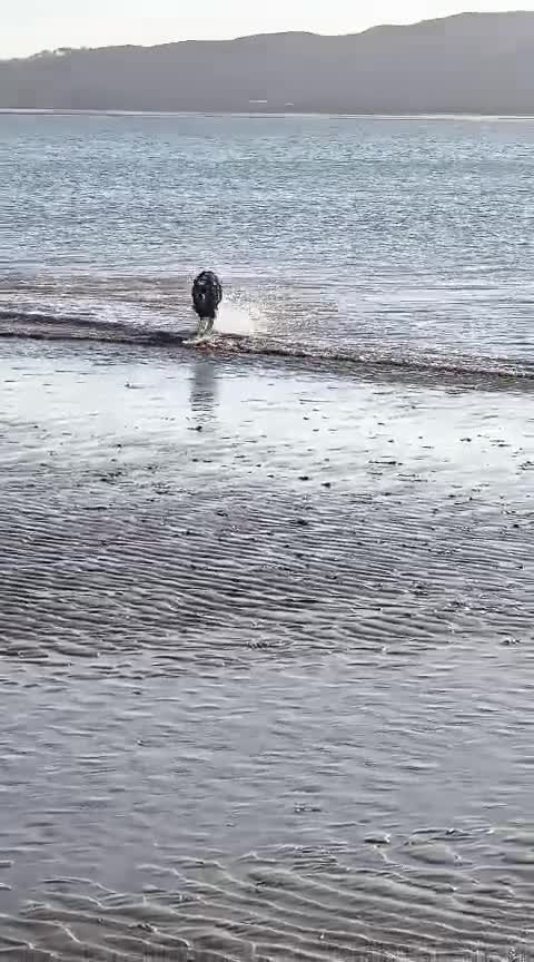 Mixed Breed dogs for adoption: URGENT CONFIDENT FOSTER💙MAX💙 Let Down But Hoping - Video 2