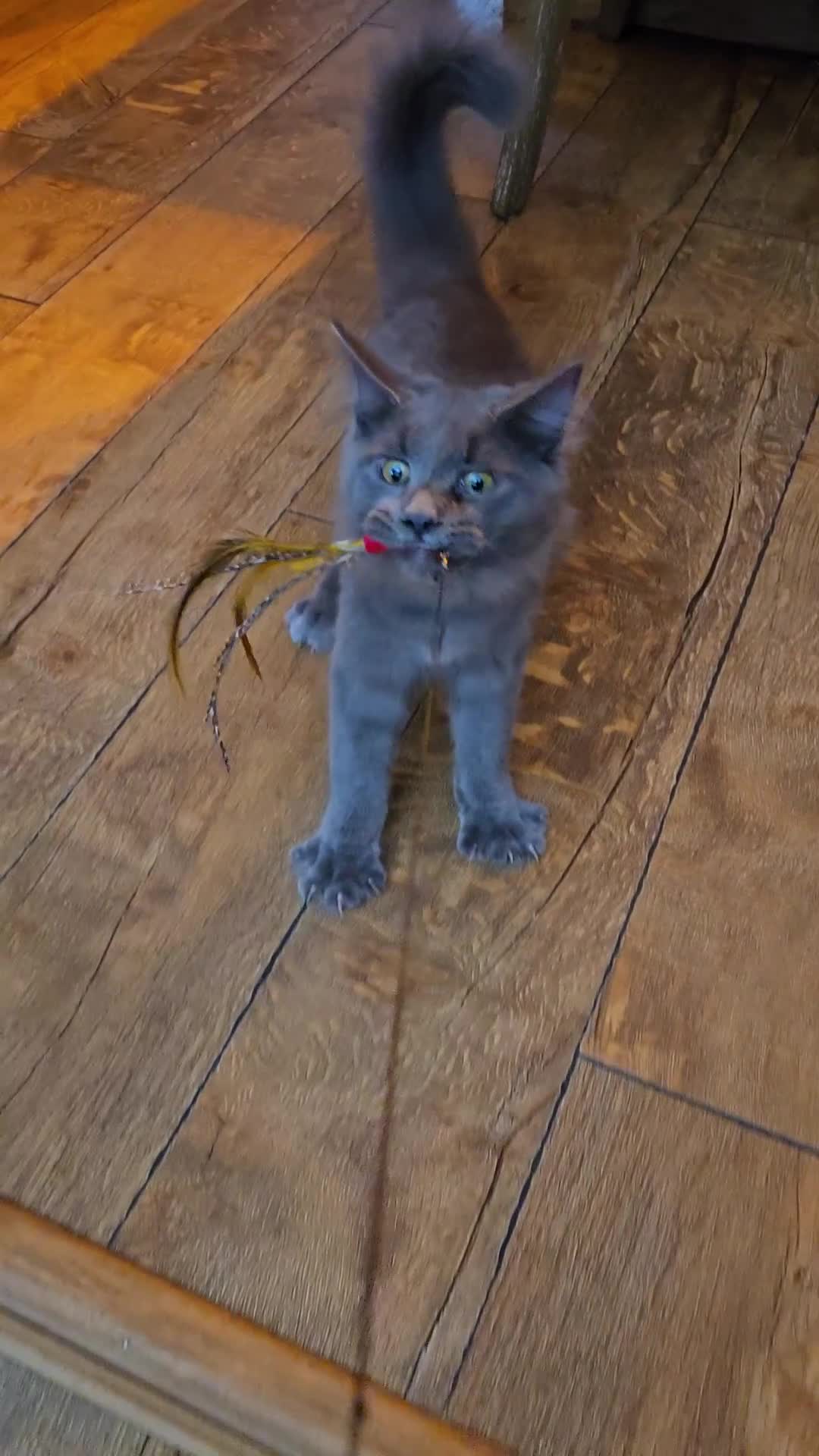Maine Coon cats for sale: GCCF Blue Maine Coon litter ready to go - Video 1