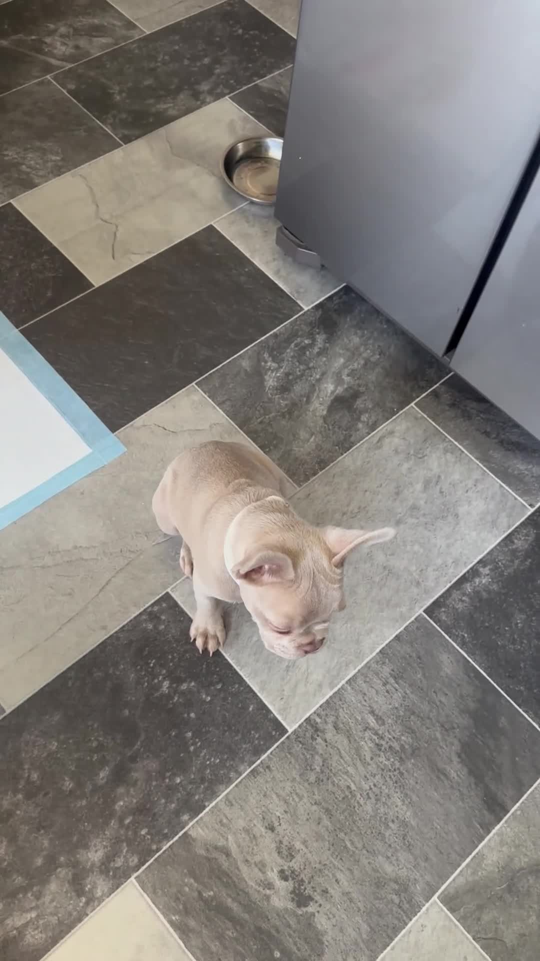 French Bulldog dogs for sale: KC Reg French Bulldog for sale in Saint Helens - Video 1