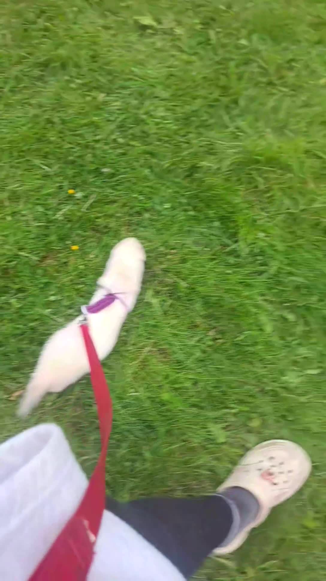 Ferret rodents for sale: 2 PET ferrets for rehoming  in Airdrie - Video 2