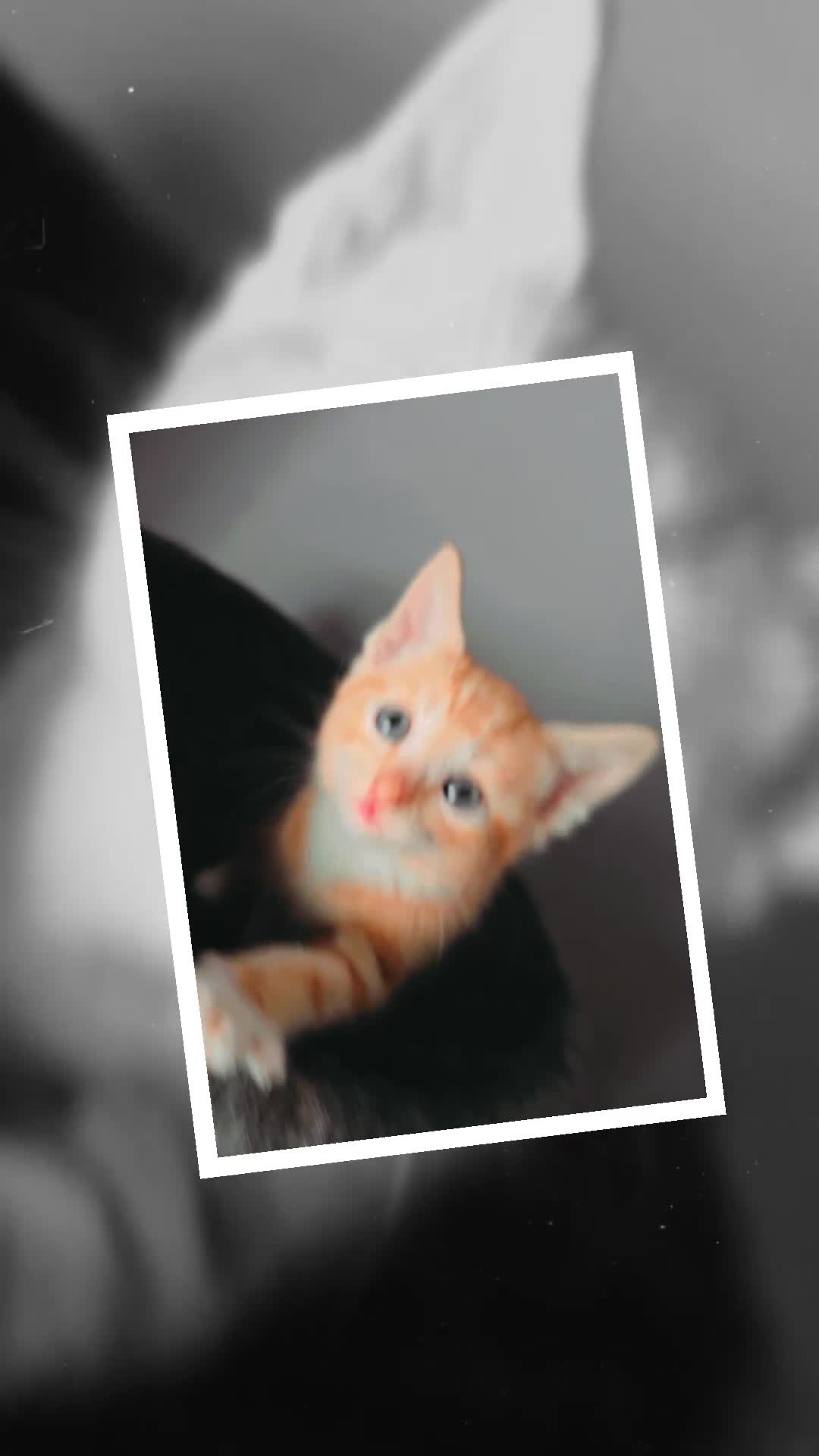 Mixed Breed cats for sale: Kittens for Sale - Video 5