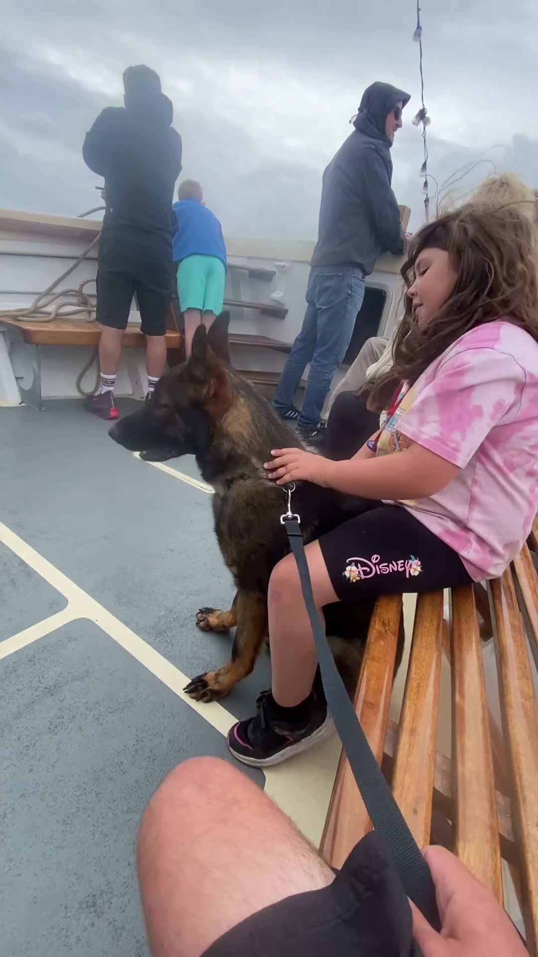 German Shepherd dogs for sale: Male working line GSD  - Video 3