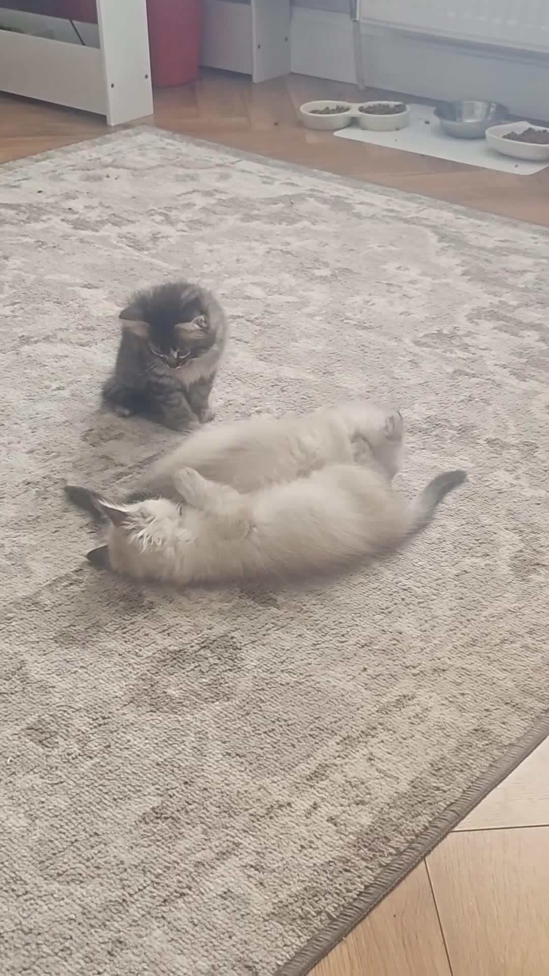 Ragcoon cats for sale: Ragcoon Kittens - Video 2