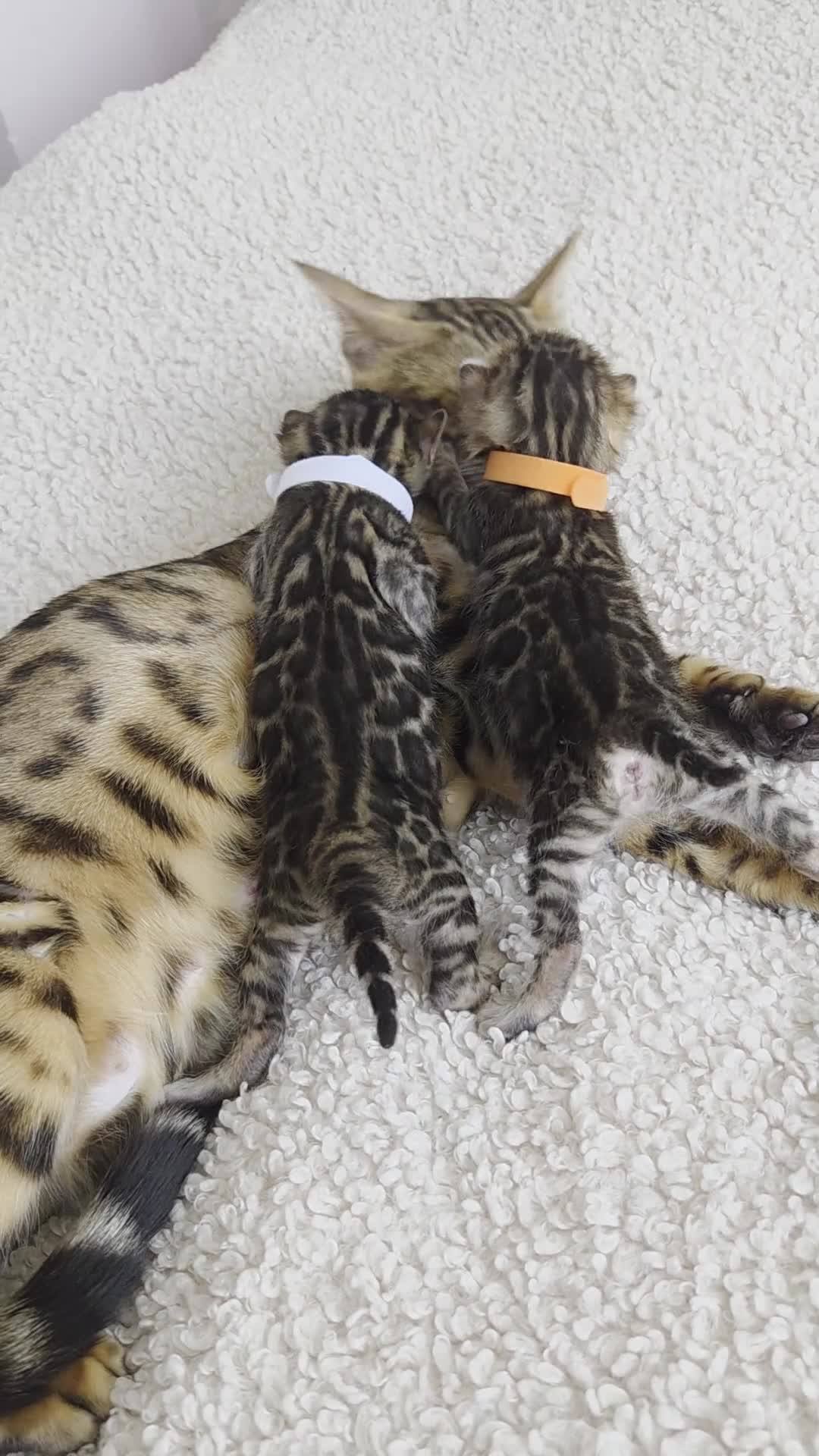Bengal cats for sale: TICA registered two Bengal girls. 😻🐈 - Video 1