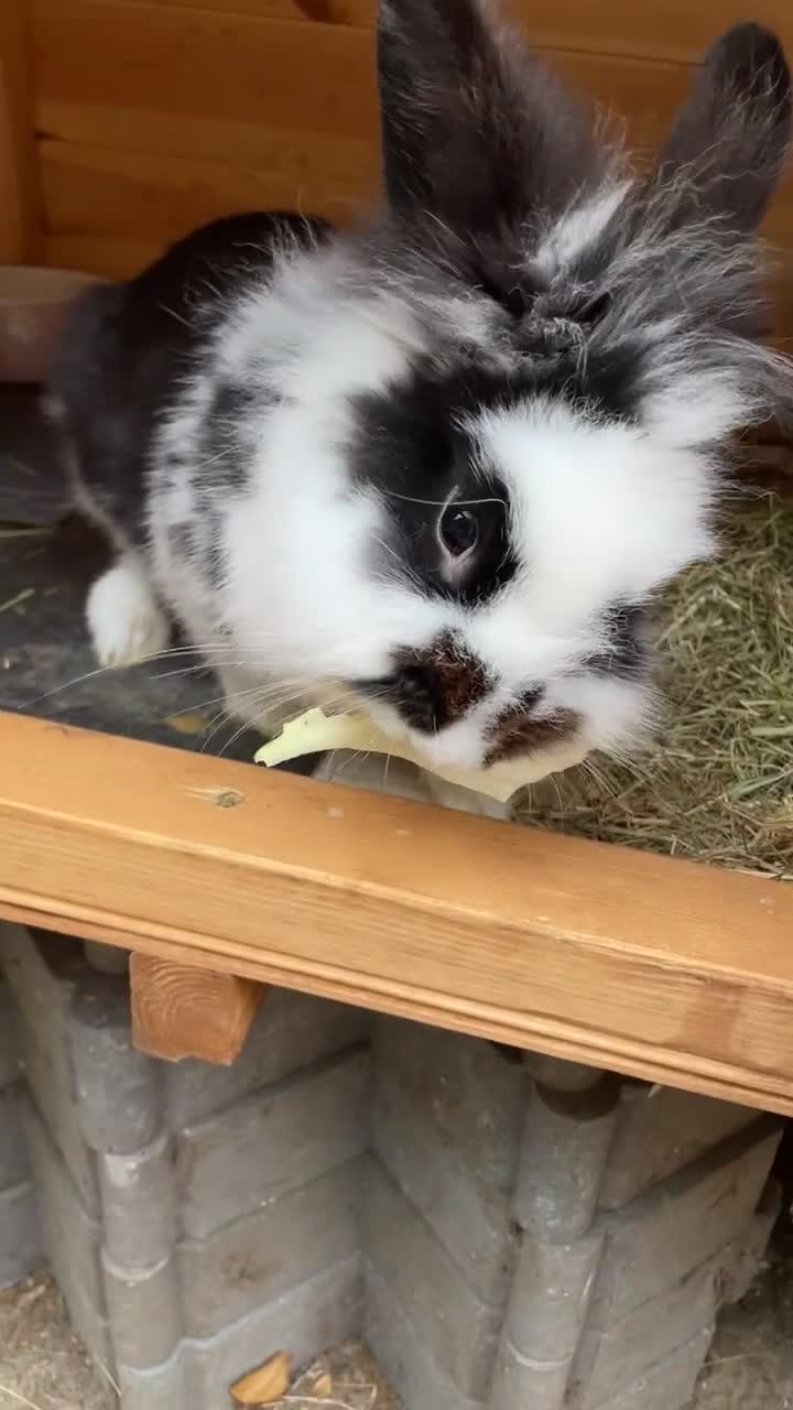 Lionhead rabbits for sale: Beautiful female Lion head rabbit for sale - Video 1