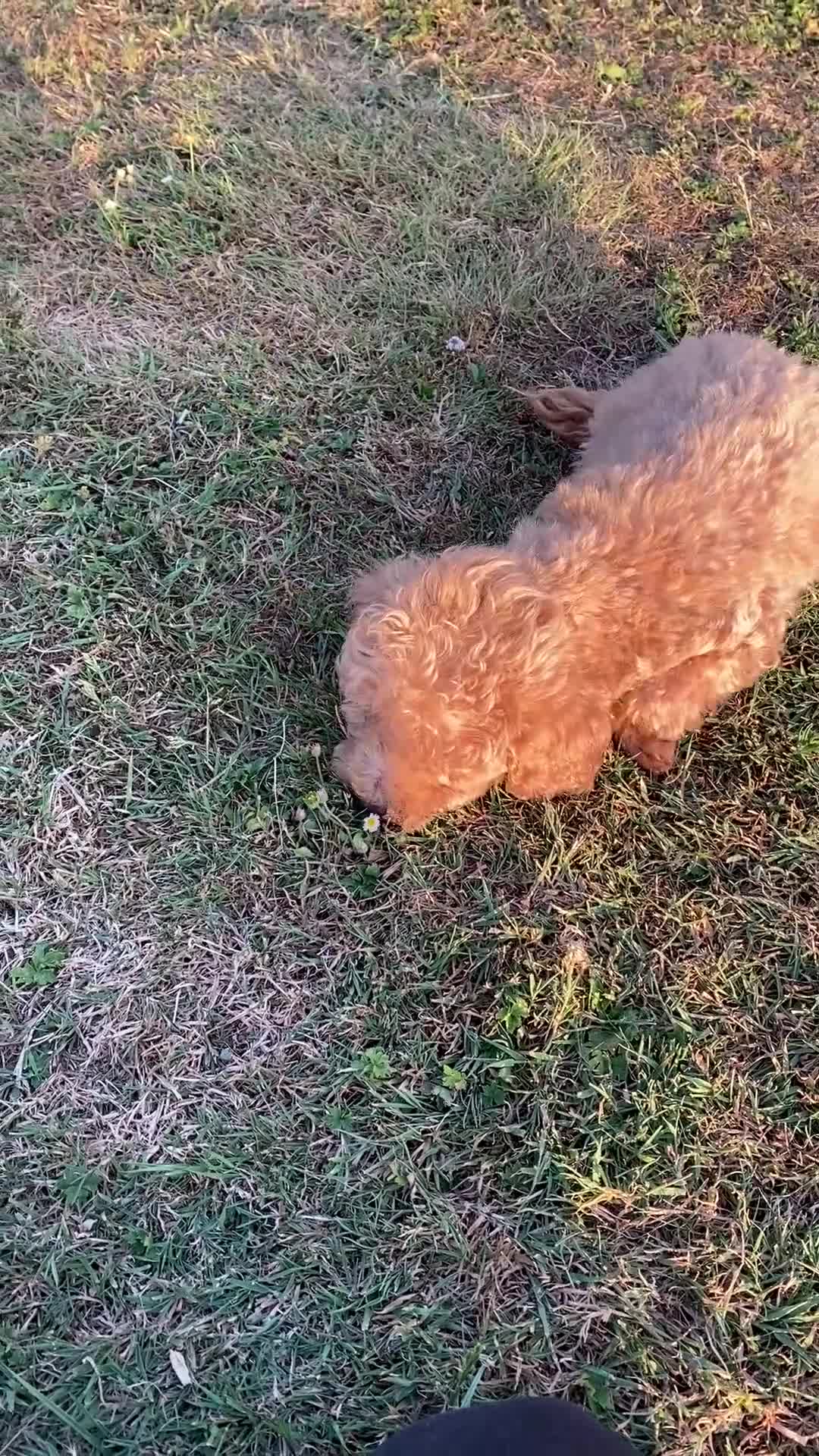 Toy Poodle dogs for sale: TOY POODLE GIRLS AND BOYS READ NOW  - Video 2