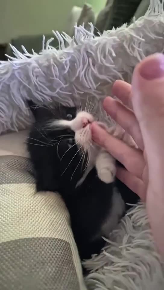 Ragdoll cats for sale: Gorgeous part ragdolls looking for loving homes! - Video 1