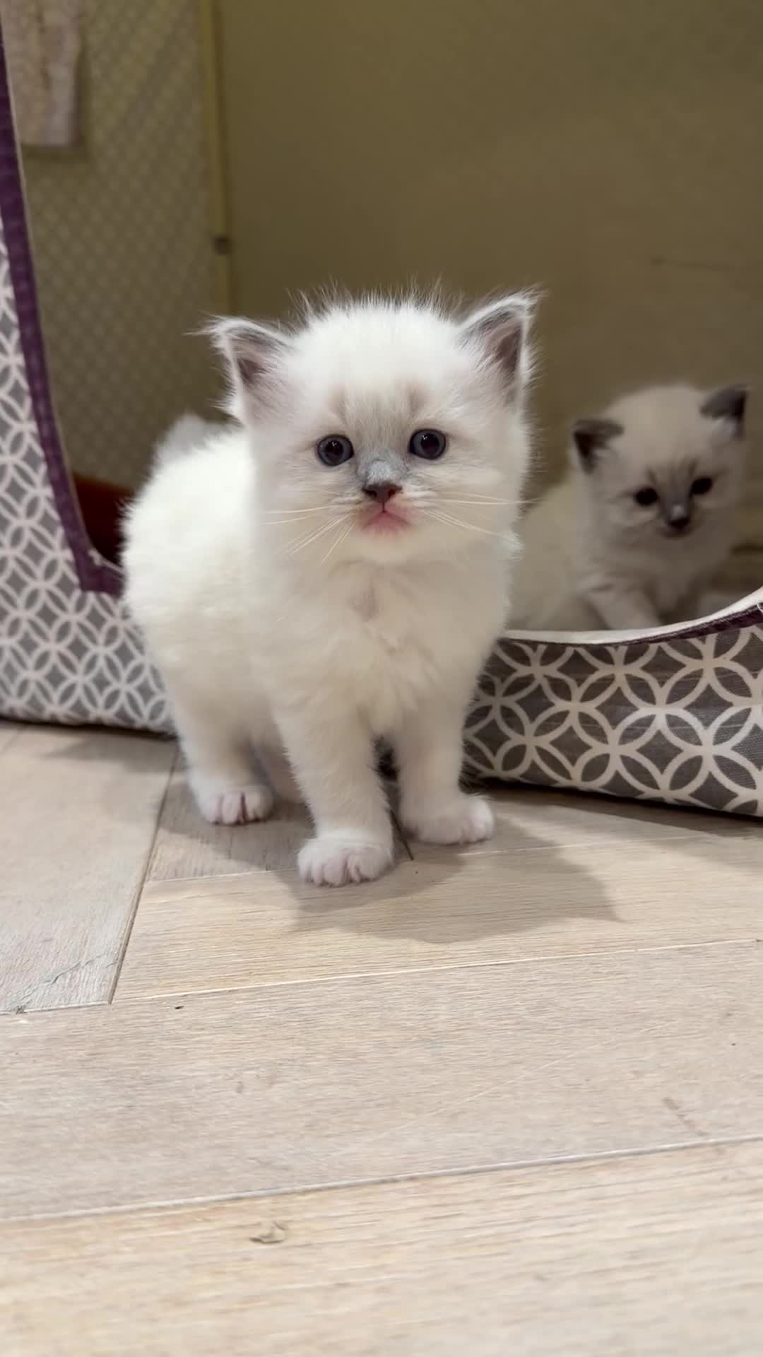 Ragdoll cats for sale: 5 PURE adorable💙💗Ragdolls💗💙ready to leave soon - Video 2