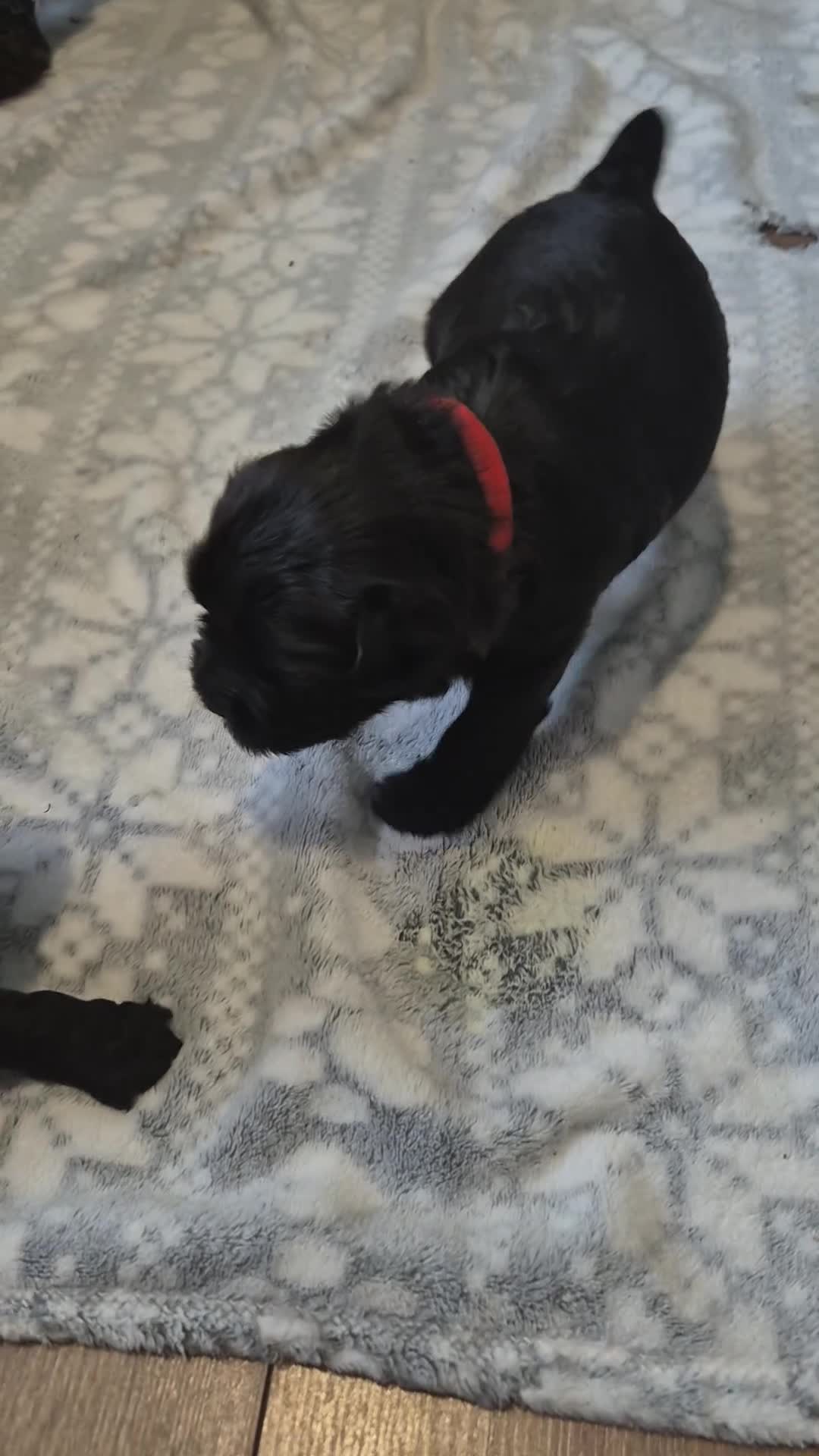 Cockapoo dogs for sale: 4 beautiful cockerpoo pups    - Video 2