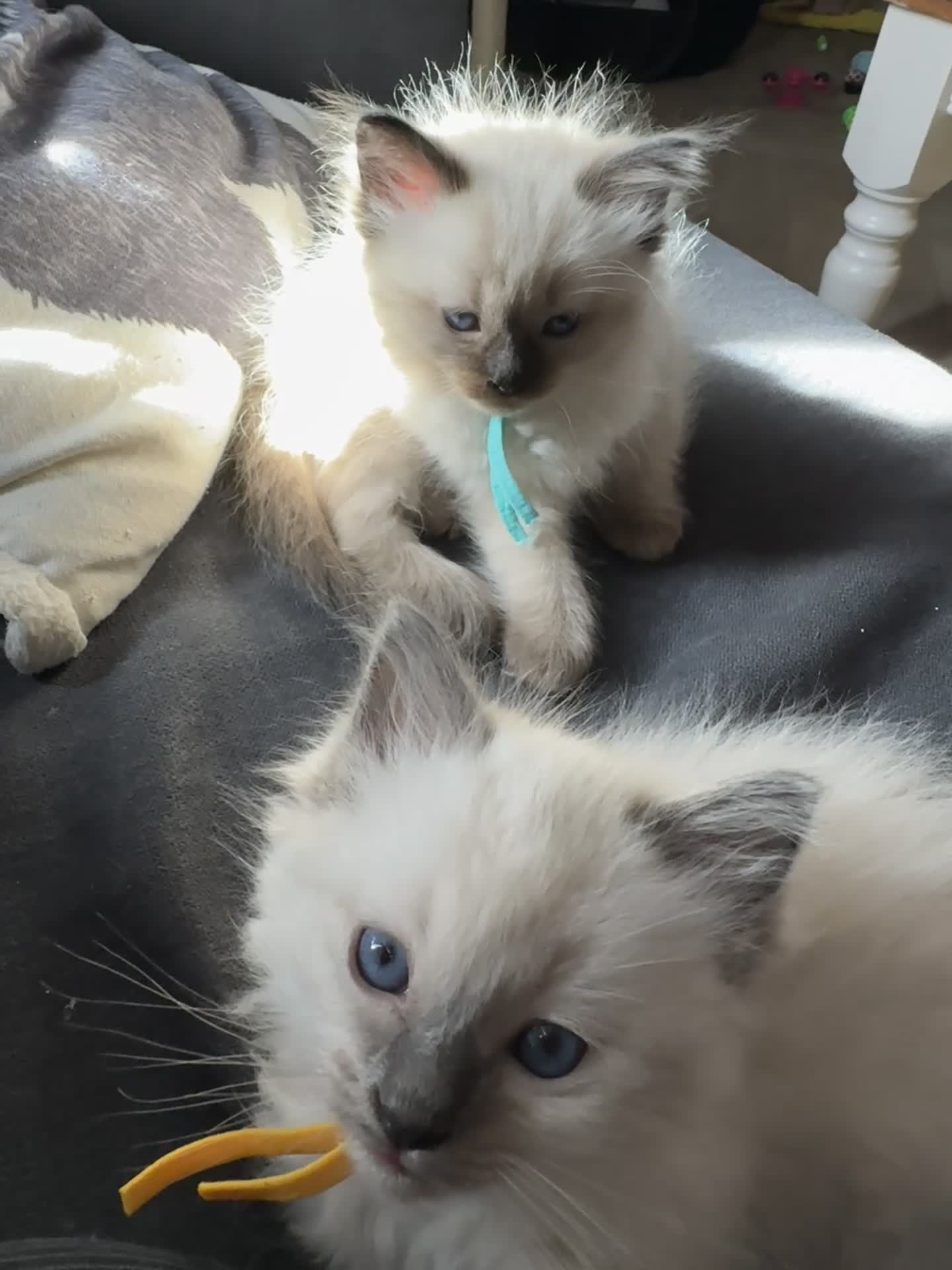 Ragdoll cats for sale: Gorgeous little girl 🐈 - Video 1