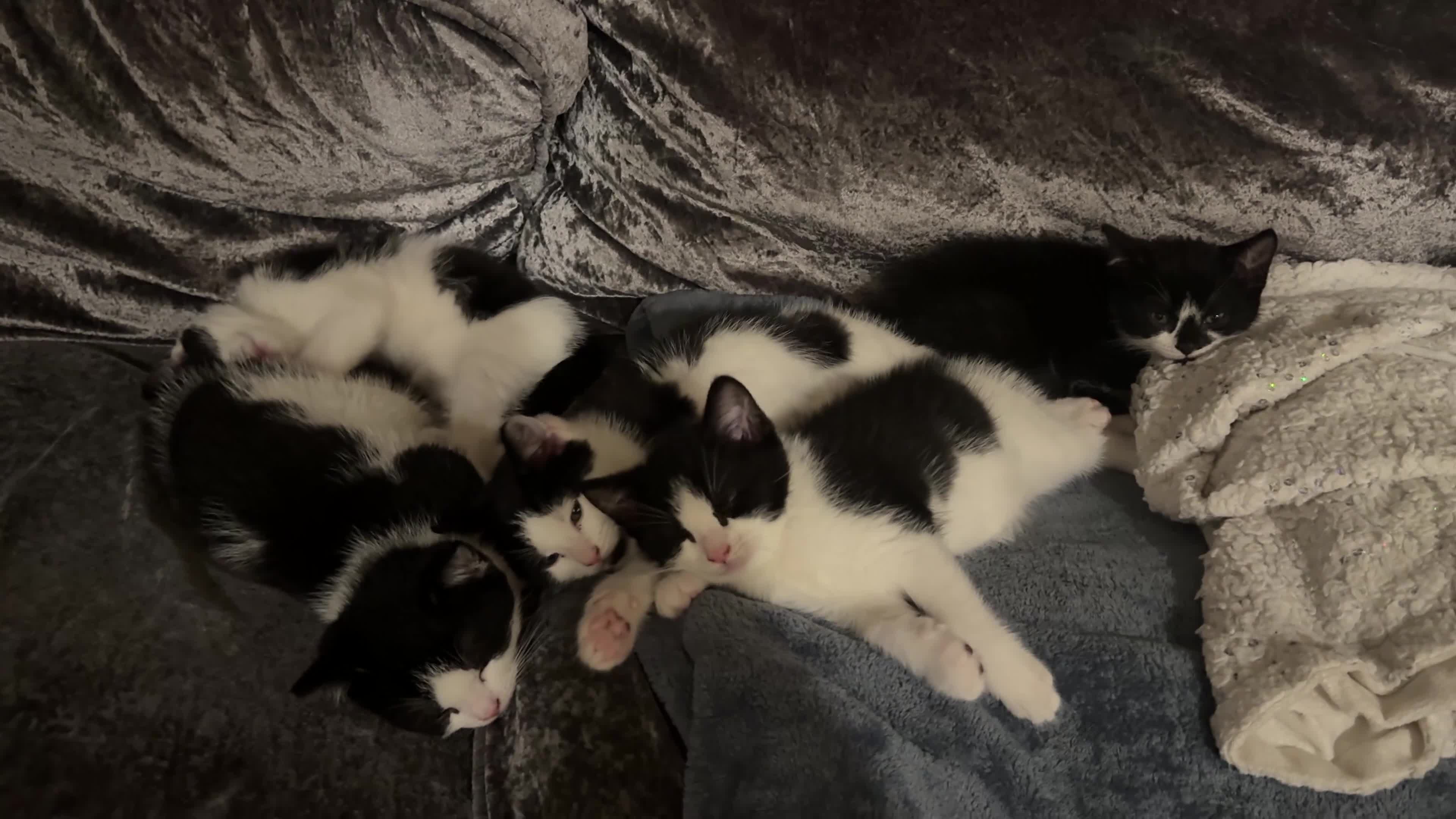 Domestic Shorthair cats for sale: 5 kittens - Video 1
