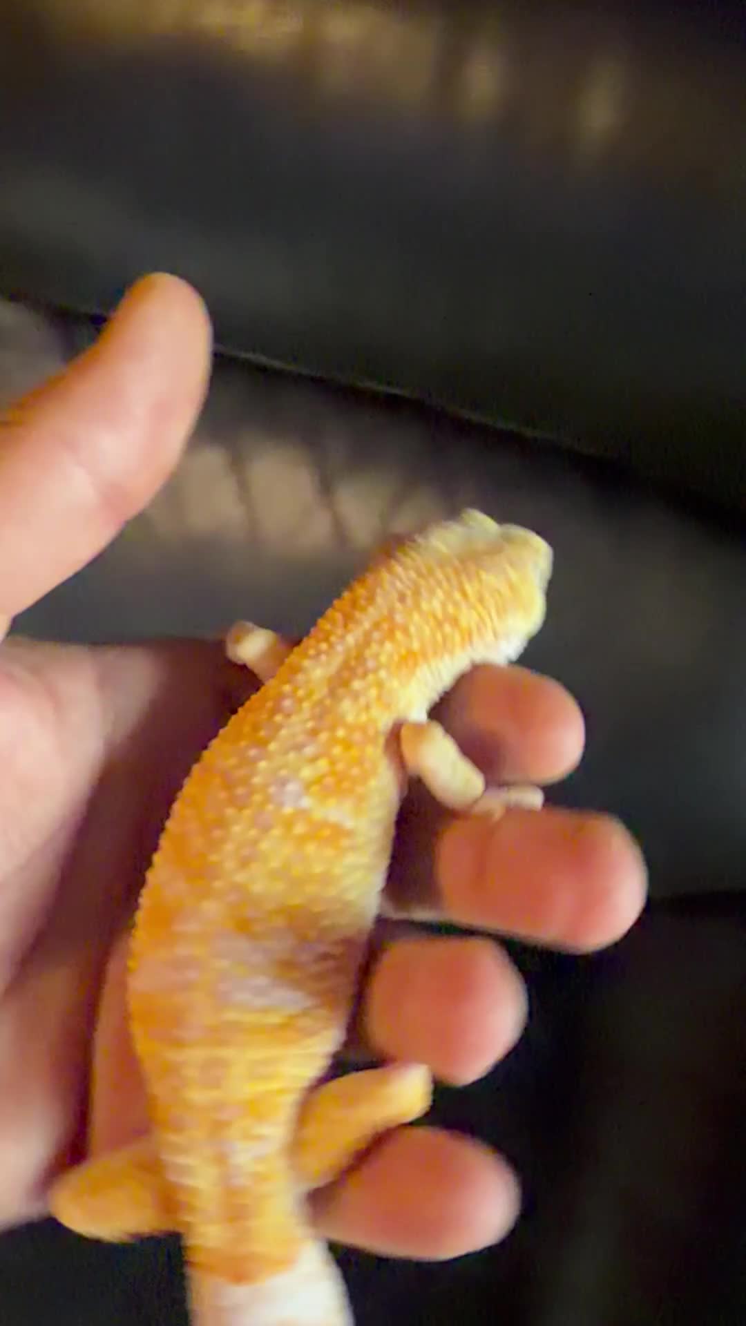 Leopard Gecko reptiles for sale: Leopard gecko  in London - Video 1