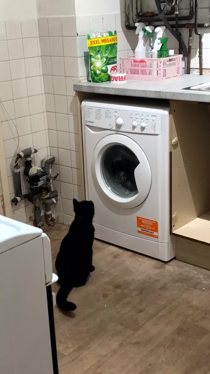 British Shorthair cats for sale: Siblings for sale with items  - Video 2