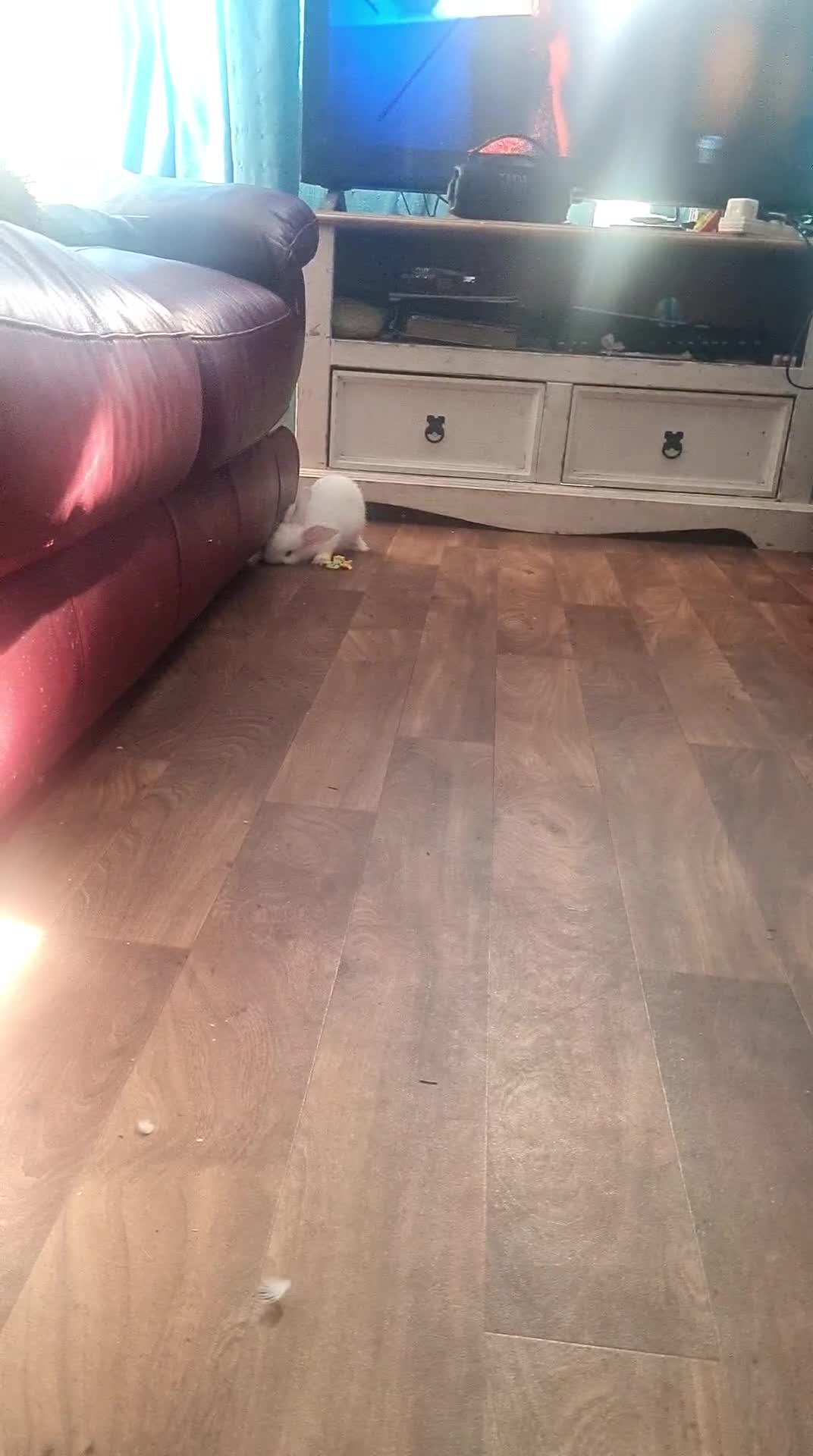 English Lop rabbits for sale: English mini lop - Video 1