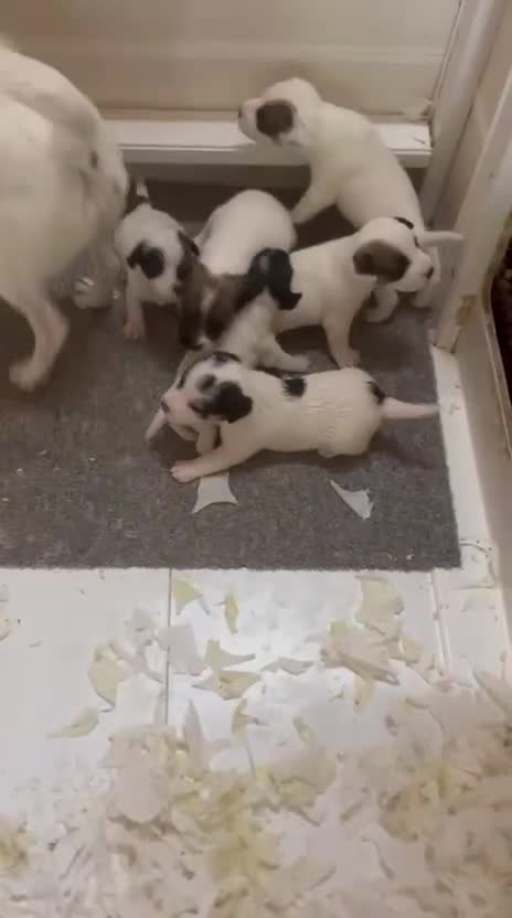 Jack Russell dogs for sale: Traditional jack Russell pups  - Video 1