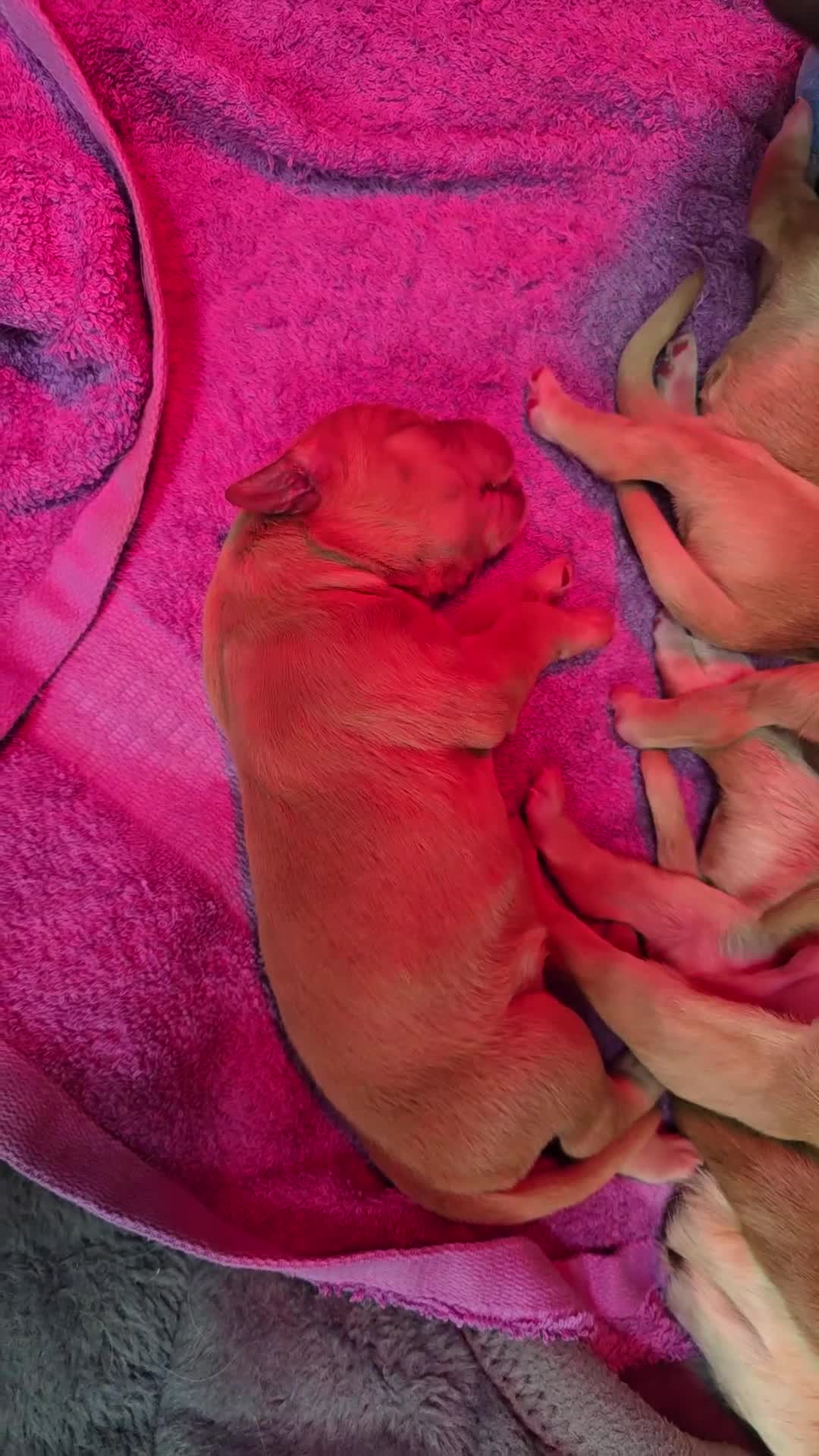 Golden Retriever dogs for sale: 9 Golden Retriever Pups - Video 2