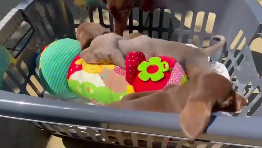 Miniature Dachshund dogs for sale: KC Reg Miniature Dachshund Puppies For Sale - Video 1