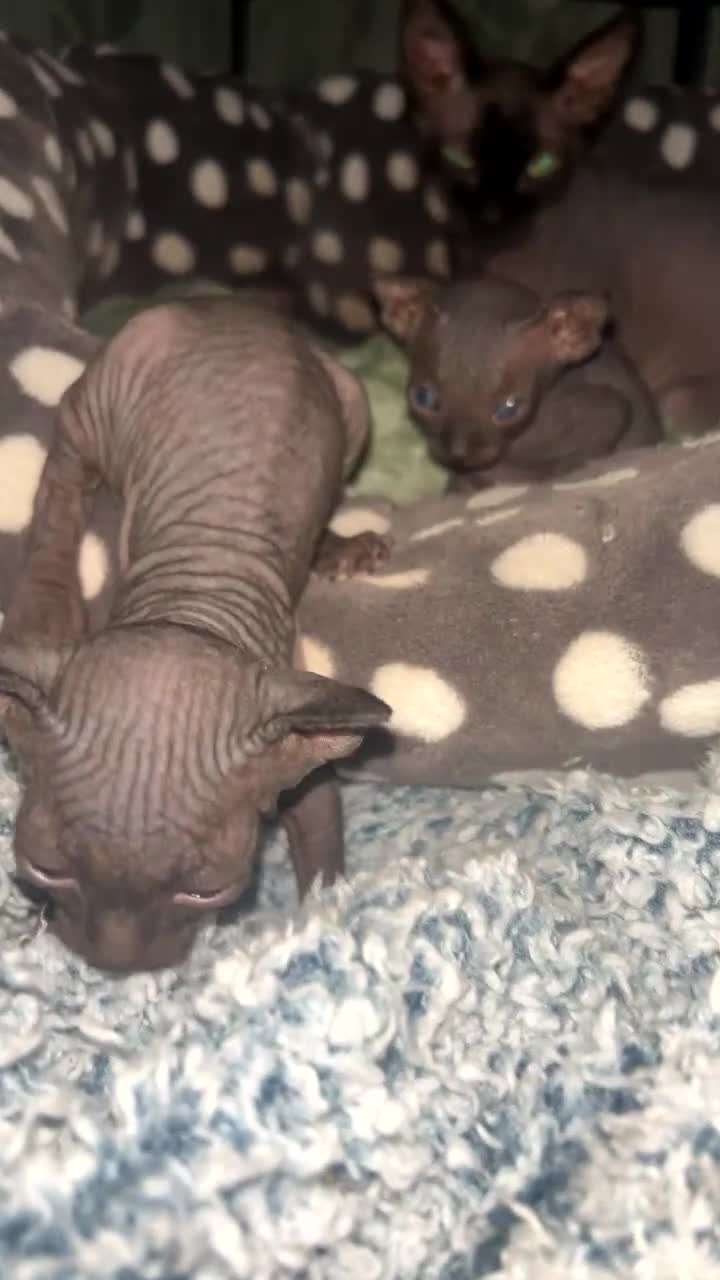Sphynx cats for sale: Canadian Sphyx kittens - Video 2