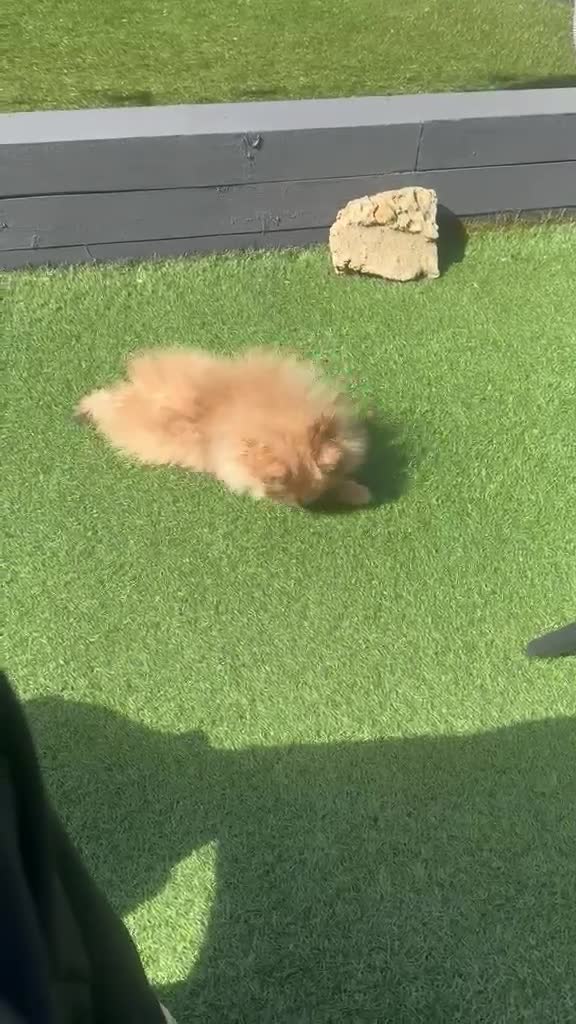 Pomeranian dogs for sale: Pomeranian male puppy 💚 - Video 1