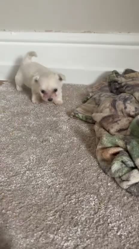 Mixed Breed dogs for sale: Bichon frise x chihuahua  - Video 1