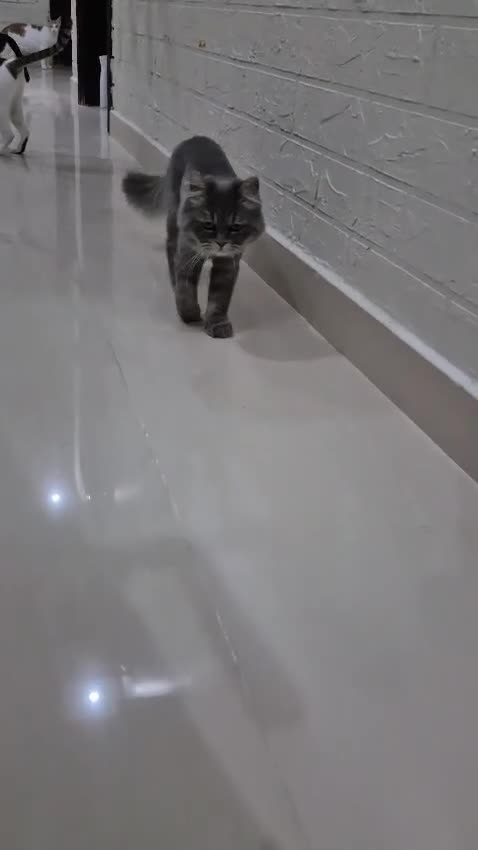 Domestic Shorthair cats for adoption: Bodiccea - Video 4