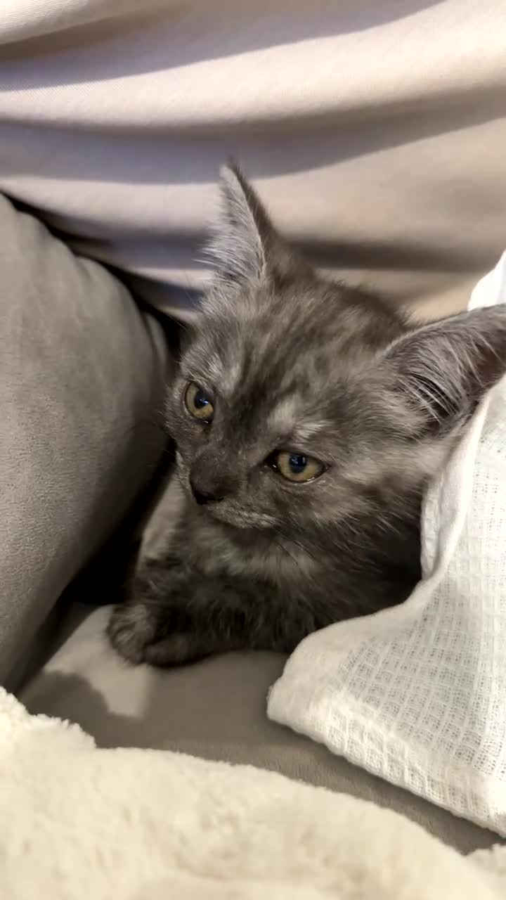British Shorthair cats for sale: Grey kitten for sale  - Video 1