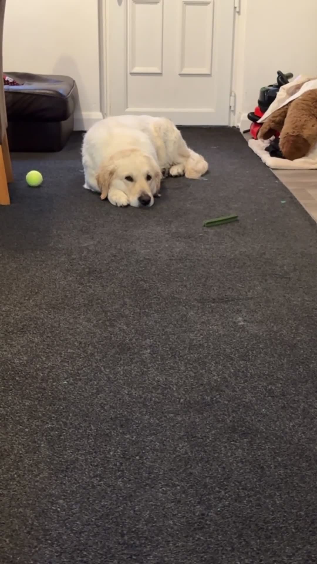 Golden Retriever dogs for stud: Healthy Golden Retriever Male in Barnsley - Video 2