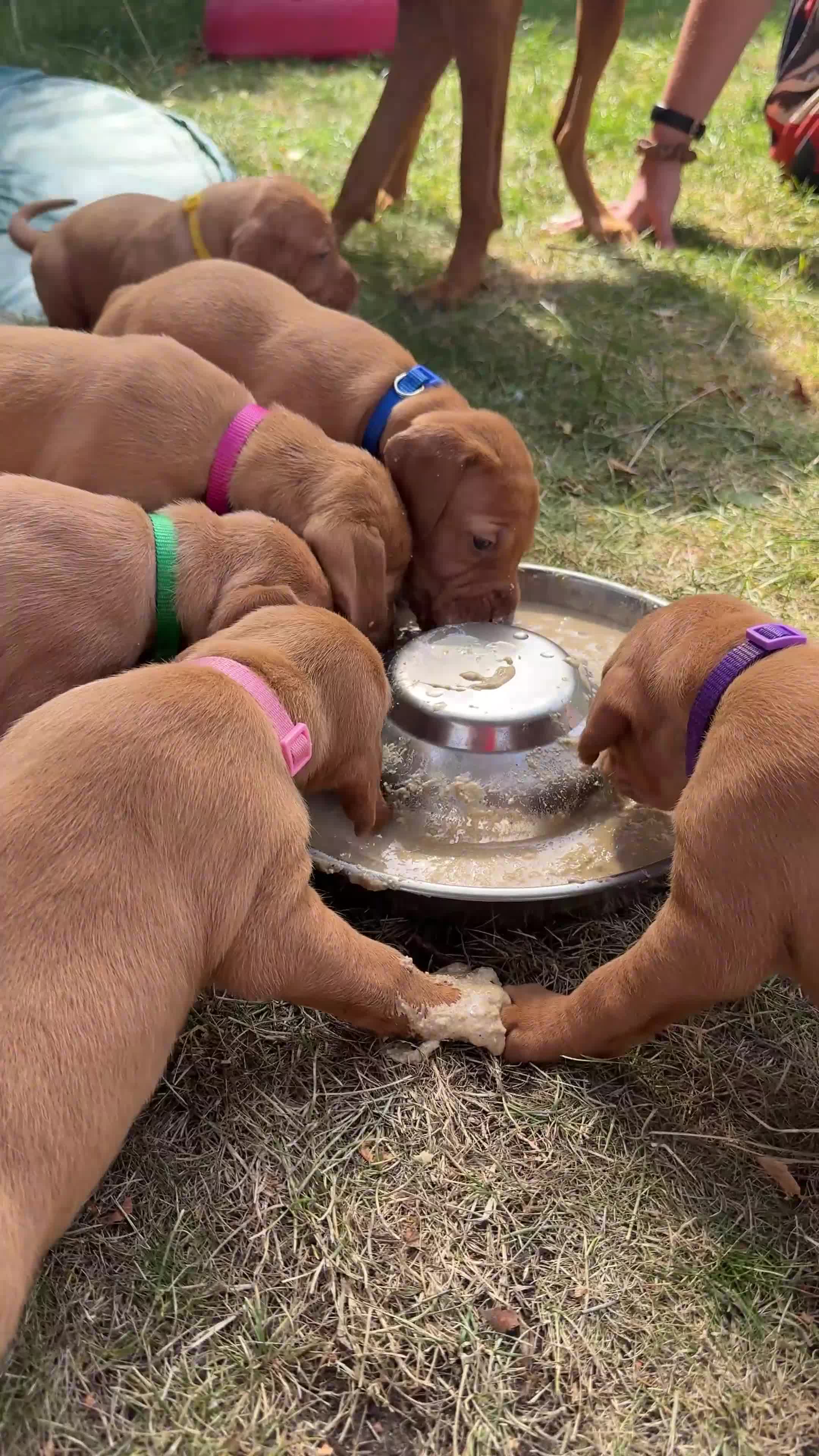 Hungarian Vizsla dogs for sale: Adorable Hungarian Vizsla Pups in Southport - Video 2