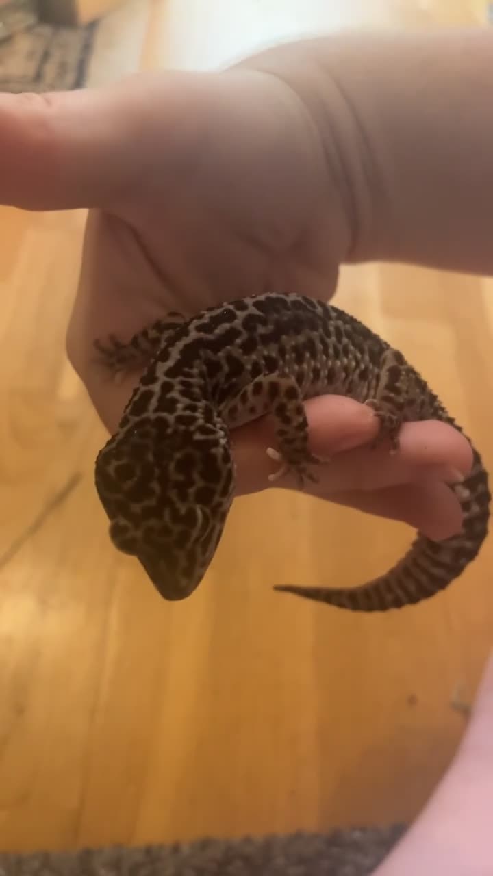 Gecko reptiles for sale: Female leopard gecko  - Video 4