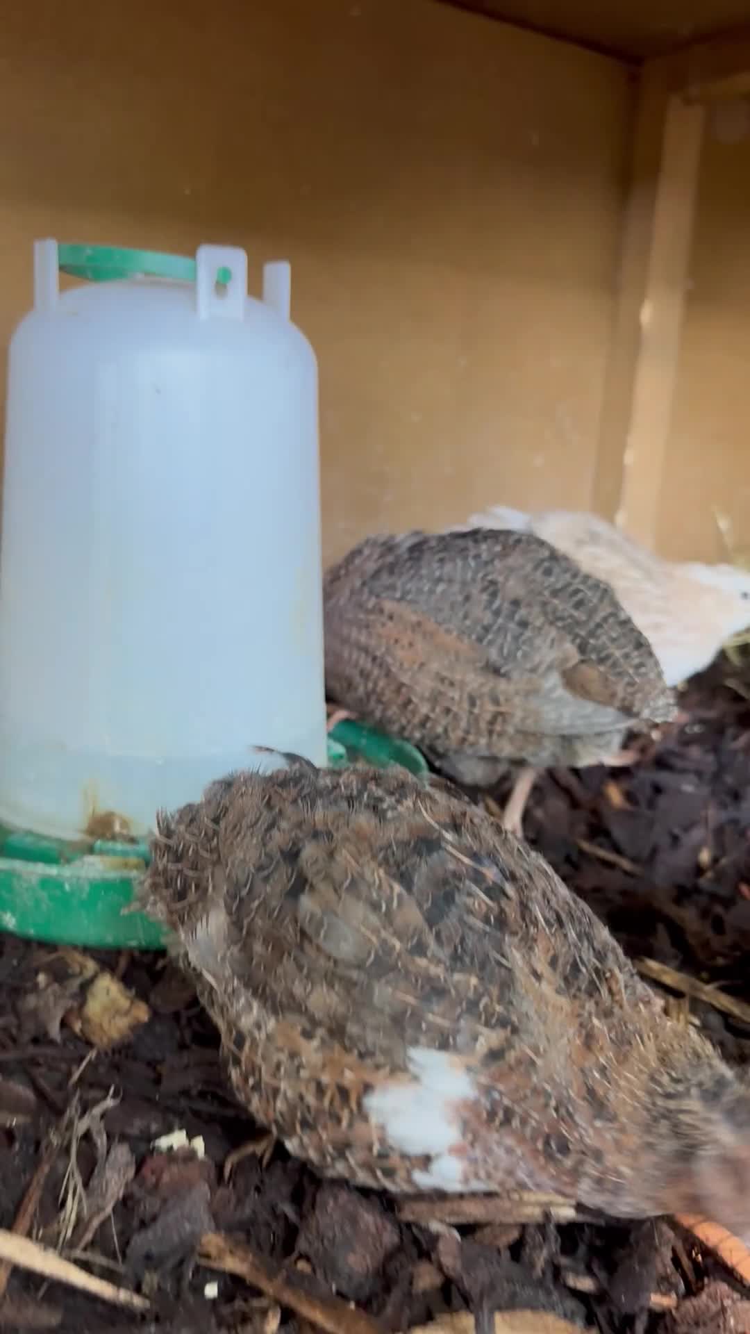 Quail poultry for sale: Coturnix Quail Hatching Eggs - Video 1