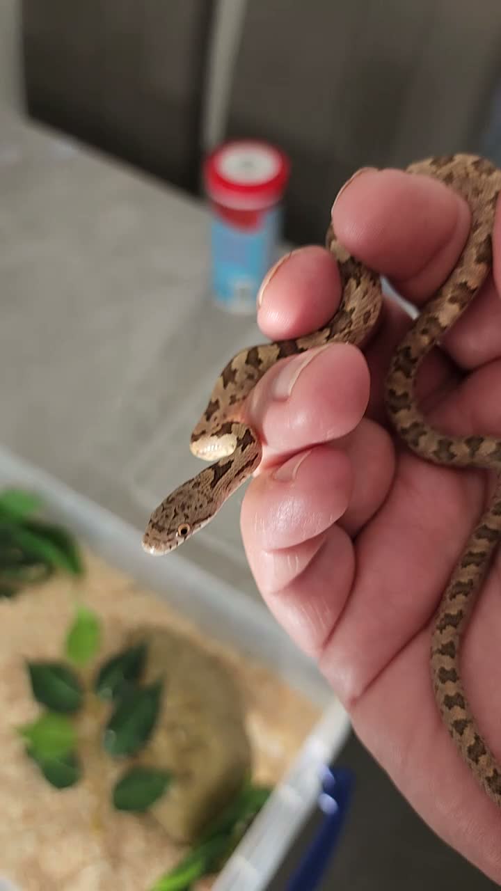 Rat Snake reptiles for sale: Everglades rat snakes - Video 1