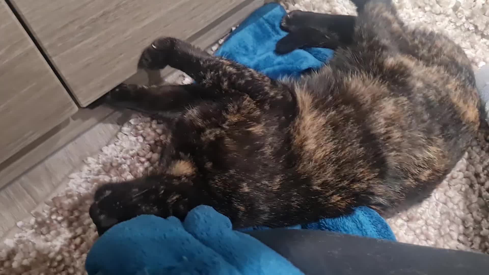 Mixed Breed cats for adoption: Indoor Tortie - super affectionate, chatty, loving - Video 2