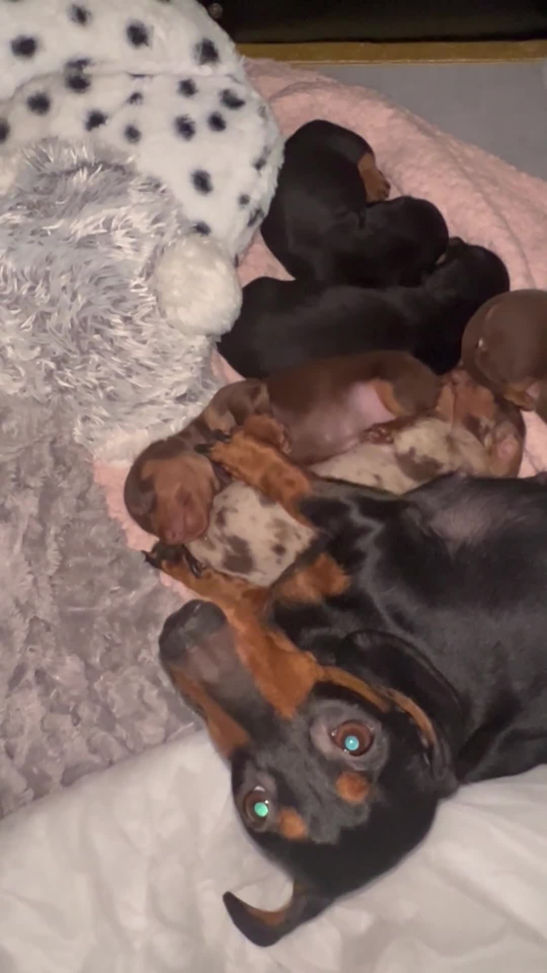 Miniature Dachshund dogs for sale: Miniature Dachshunds  - Video 4