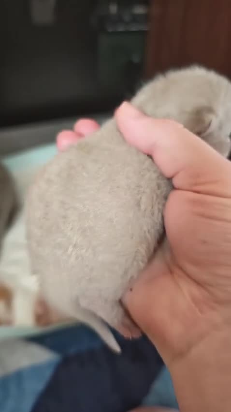 British Shorthair cats for sale: TICA CH Parents beautiful BSH boys ( November) - Video 1