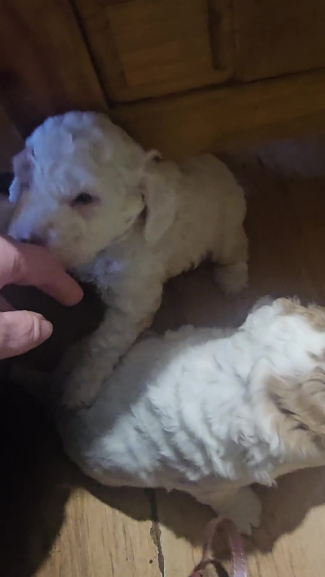 Cockapoo dogs for sale: Only two puppies left! Ready to go 9th December! - Video 1