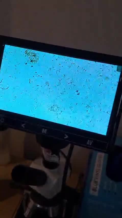 Cane Corso dogs for stud: My boy zeus stud - Video 1