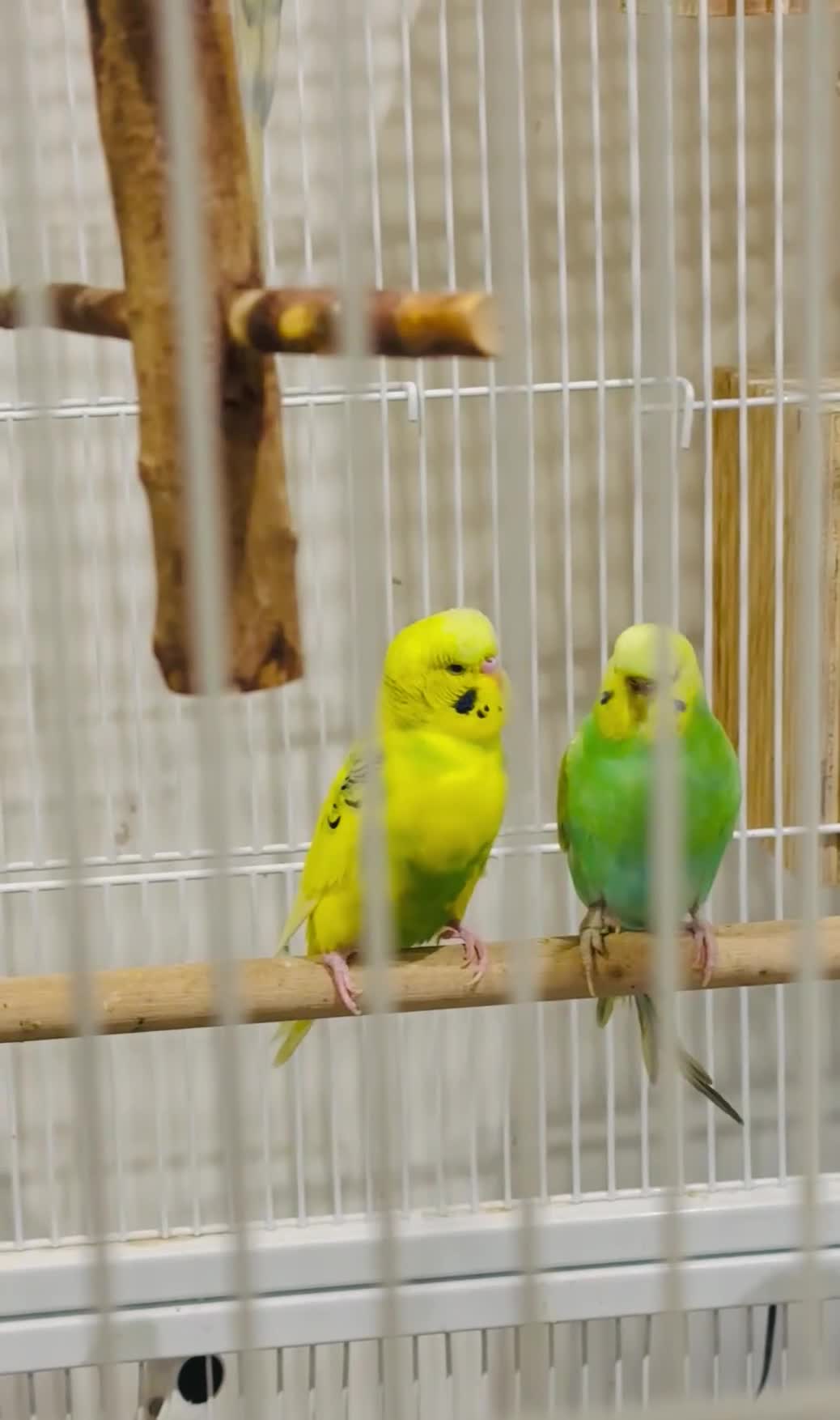 Budgerigars birds for sale: Bonded untamed budgies for sale - Video 1