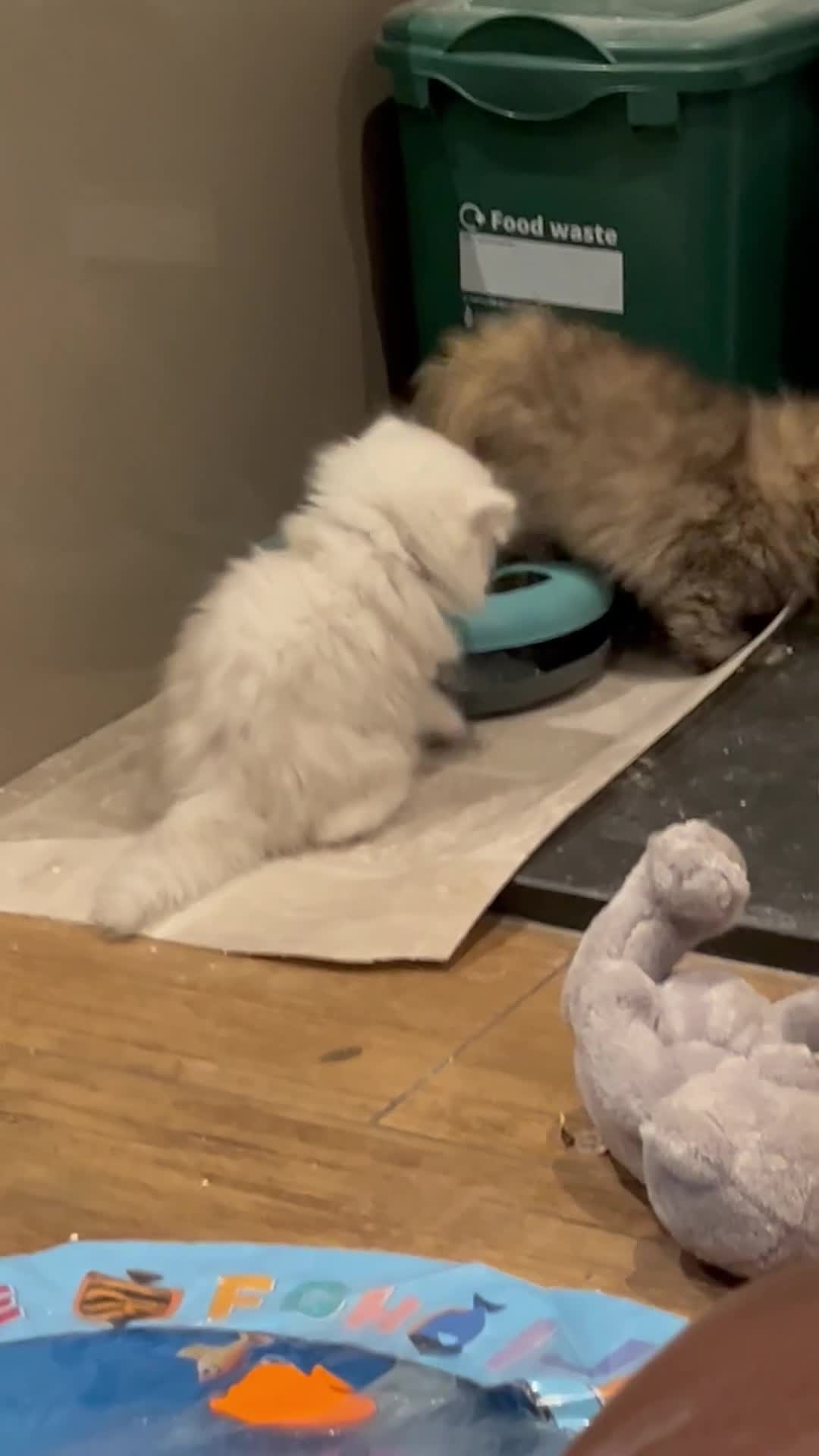 Persian cats for sale: FEMALE SILVER TIPPED CHINCHILLA PERSIAN  - Video 1