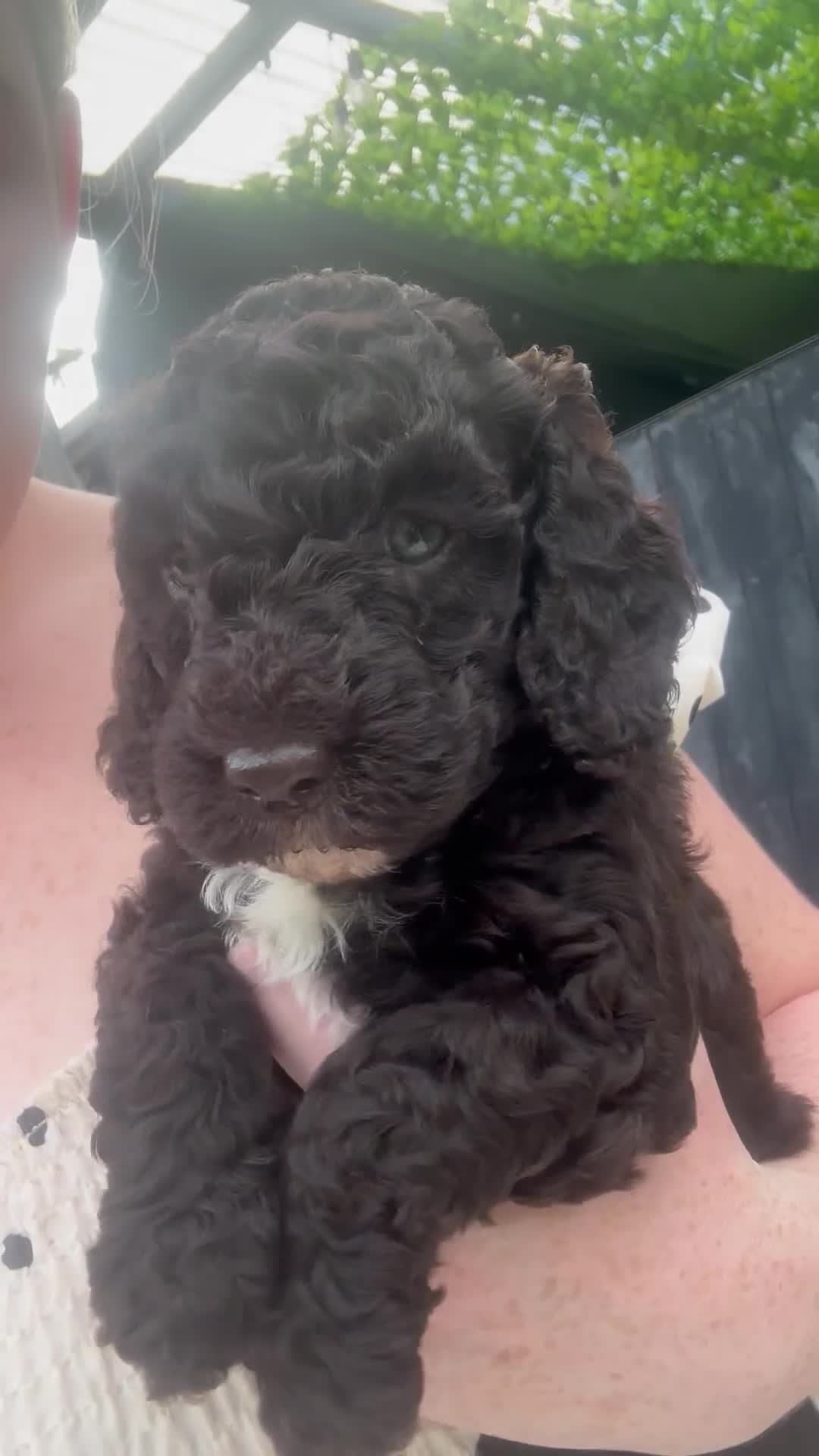 Cockapoo dogs for sale: Stunning Cockapoo Puppy -Ready for Loving Homes 🐾 - Video 1