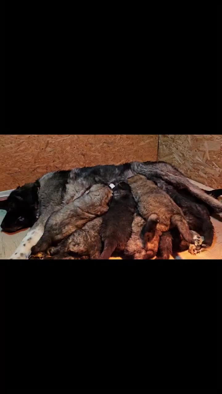 Caucasian Shepherd Dog dogs for sale: Caucasian Shepherd ( Caucasian Ovcharka ) RKC regg - Video 1