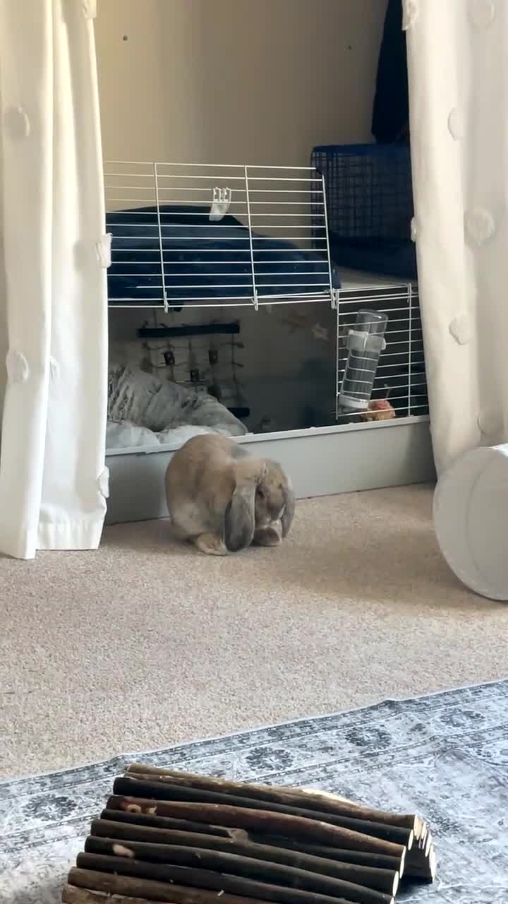 French Lop rabbits for sale: Gorgeous Giant French Lop - Video 1