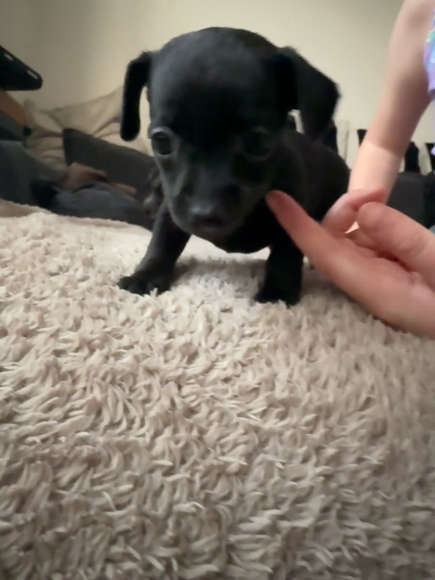 Chiweenie dogs for sale: Miniature Dachshund x Chihuahua  - Video 3