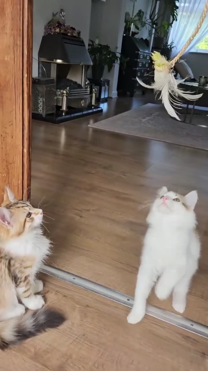 Siberian cats for sale: Gorgeous Siberian kitten waiting for you🌞. - Video 3